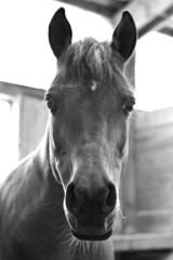 Horse, black and white.  Polish Arabian.  