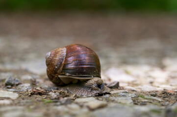 Snail on the ground
