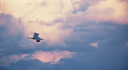 flying in the sky