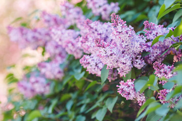 Fototapeta na wymiar Close up of purple lilac, in the summer garden in daylight .