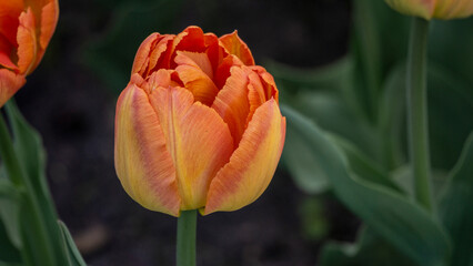 a bright tulip. spring flower. floral background for the screensaver