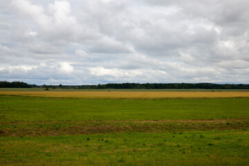 agricultural field on which green wheat grows