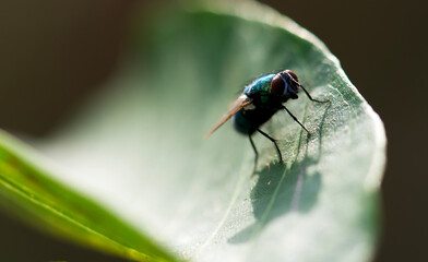 fly on leaf