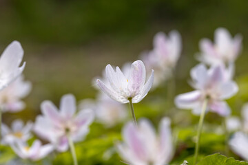 Fototapeta premium spring white flowers sprouting in the forest