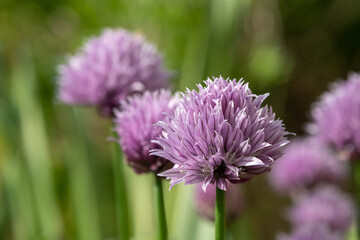 Close up of chives (allium schoenoprasum) flowers in bloom
