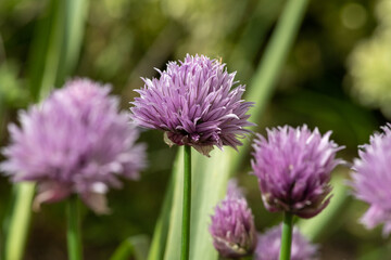 Close up of chives (allium schoenoprasum) flowers in bloom