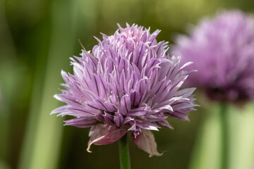 Close up of chives (allium schoenoprasum) flowers in bloom