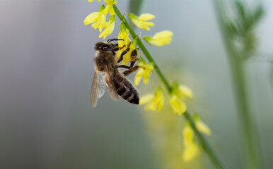 bee on a flower