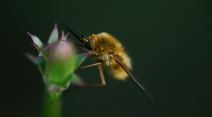 bee on a flower