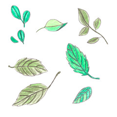 Green berry leaves