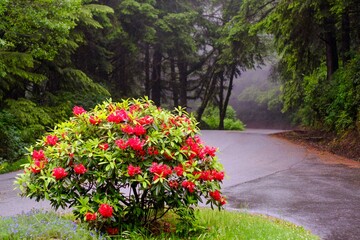 Azaleas in bloom with fog in the forest background