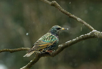 Thre bird on the branch is a Stgarling.  Snow flakes (falling snow) in photo.  The Starling is in...