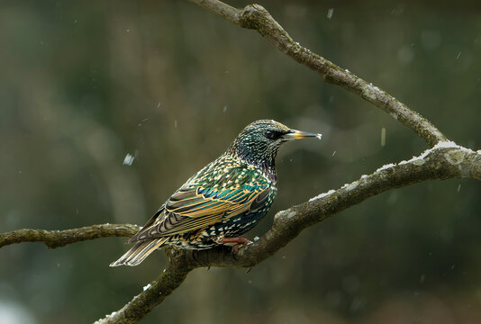 Thre bird on the branch is a Stgarling.  Snow flakes (falling snow) in photo.  The Starling is in its brilliant winter plumage.