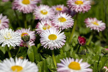 white and red daisies on the field