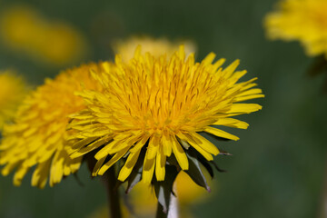 spring flowers dandelions on the field during blooming