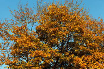 Fototapeta premium yellowed maple foliage on trees in the autumn season