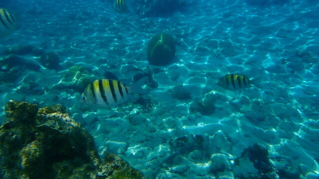 Sergeant major or cow pilot, cow polly (Abudefduf saxatilis), undersea, Caribbean Sea, Cuba, Playa Cueva de los peces