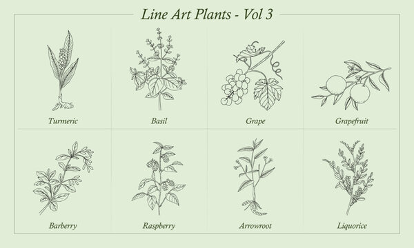 Vectors - Line Art Plants Vol. 3