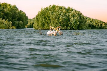 Pelican birds in delta