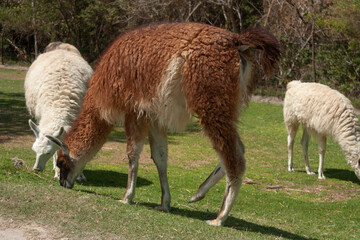 Obraz na płótnie Canvas Llama: scientific name Llama Glama eating standing grazing standing on a sunny day animal movement often domestic live in Peru america