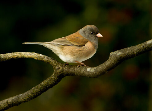 A dark-eyed junco perched on a branch, Salem, Oregon.  It is a species of the juncos, a genus of small grayish American sparrows.