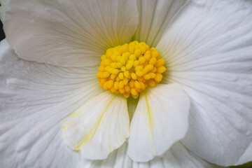 Gorgeous white flowers of tuberous begonia close-up. Floriculture, hobby, houseplants. - obrazy, fototapety, plakaty