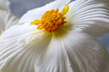 Gorgeous white flowers of tuberous begonia close-up. Floriculture, hobby, houseplants. - obrazy, fototapety, plakaty