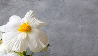 Obraz premium Gorgeous white flowers of tuberous begonia close-up with copy space. Floriculture, hobby, houseplants.