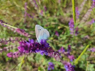 butterfly on a flower