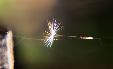macro de una semilla de  Taraxacum officinale,  Diente de león atrapada en una fina tela de araña, irradiando colores 