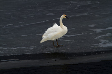 A trumpeter swan  stnding on ice in a river near Sunriver, Oregon
