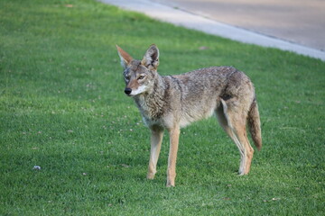 black backed jackal