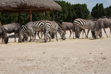 Fototapeta na wymiar Zebra Hartmann: scientific name Equus zebra hartmannae features black and white striped fur grazing among herd of bluebuck antelope
