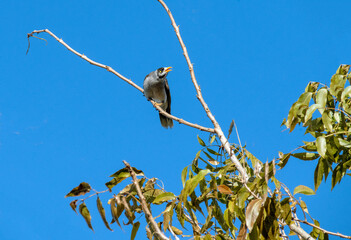 Australian Noisy Minor ( Manorina melanocephala)