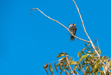 Australian Noisy Minor ( Manorina melanocephala)