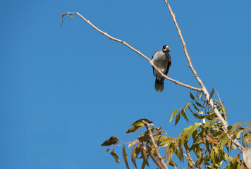Australian Noisy Minor ( Manorina melanocephala)