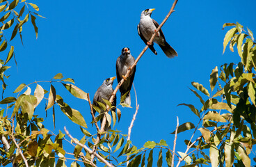 Australian Noisy Minor ( Manorina melanocephala)