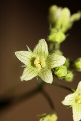 Yellow star flower blossoming close up botanical background Bryonia alba family cucurbitaceae big...