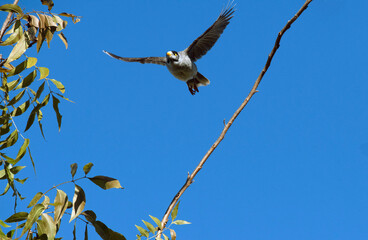 Australian Noisy Minor ( Manorina melanocephala)
