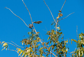 Australian Noisy Minor ( Manorina melanocephala)