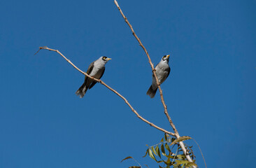 Australian Noisy Minor ( Manorina melanocephala)