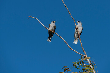Australian Noisy Minor ( Manorina melanocephala)