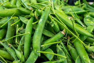 Ripe young green sweet garden peas legumes