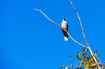 Australian Noisy Minor (Manorina melanocephala)