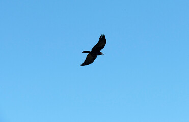 Australian raven (Corvus coronoides)