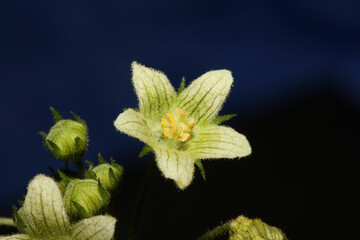 Yellow star flower blossoming close up botanical background Bryonia alba family cucurbitaceae big size high quality prints