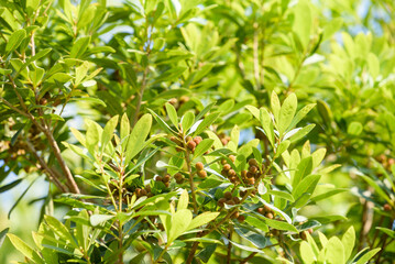 Young fruit of Japanese bayberry, on the tree