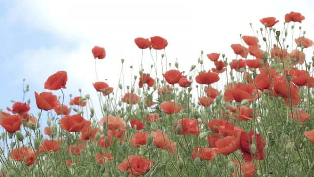 Red Poppy Flowers in wild nature on blue sky background, close-up. Beautiful wildflowers on green field in full bloom against sunlight. Wind sways poppies. Concept of Memorial Day, beauty of nature, s