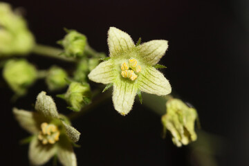 Yellow star flower blossoming close up botanical background Bryonia alba family cucurbitaceae big size high quality prints