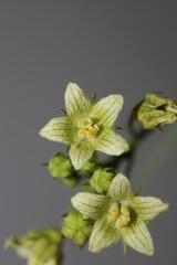 Yellow star flower blossoming close up botanical background Bryonia alba family cucurbitaceae big...